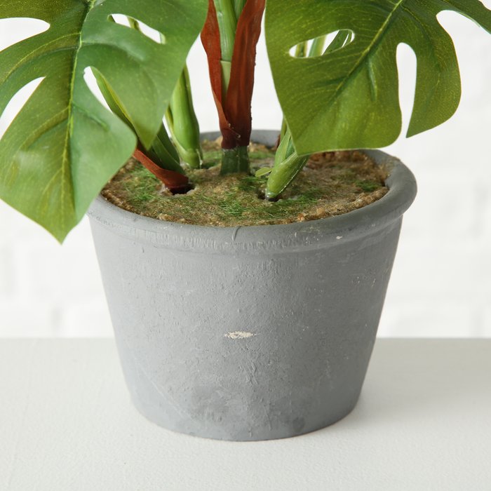 Topfpflanze Monstera