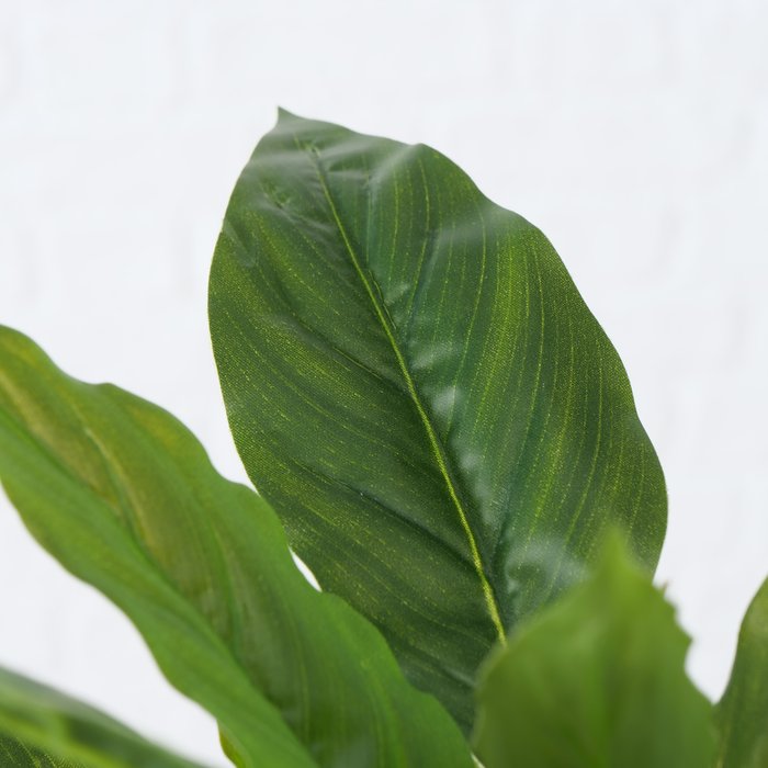 Topfpflanze Monstera