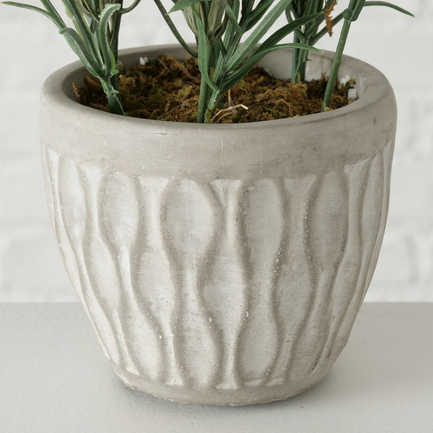 Topfpflanze Lavendel
