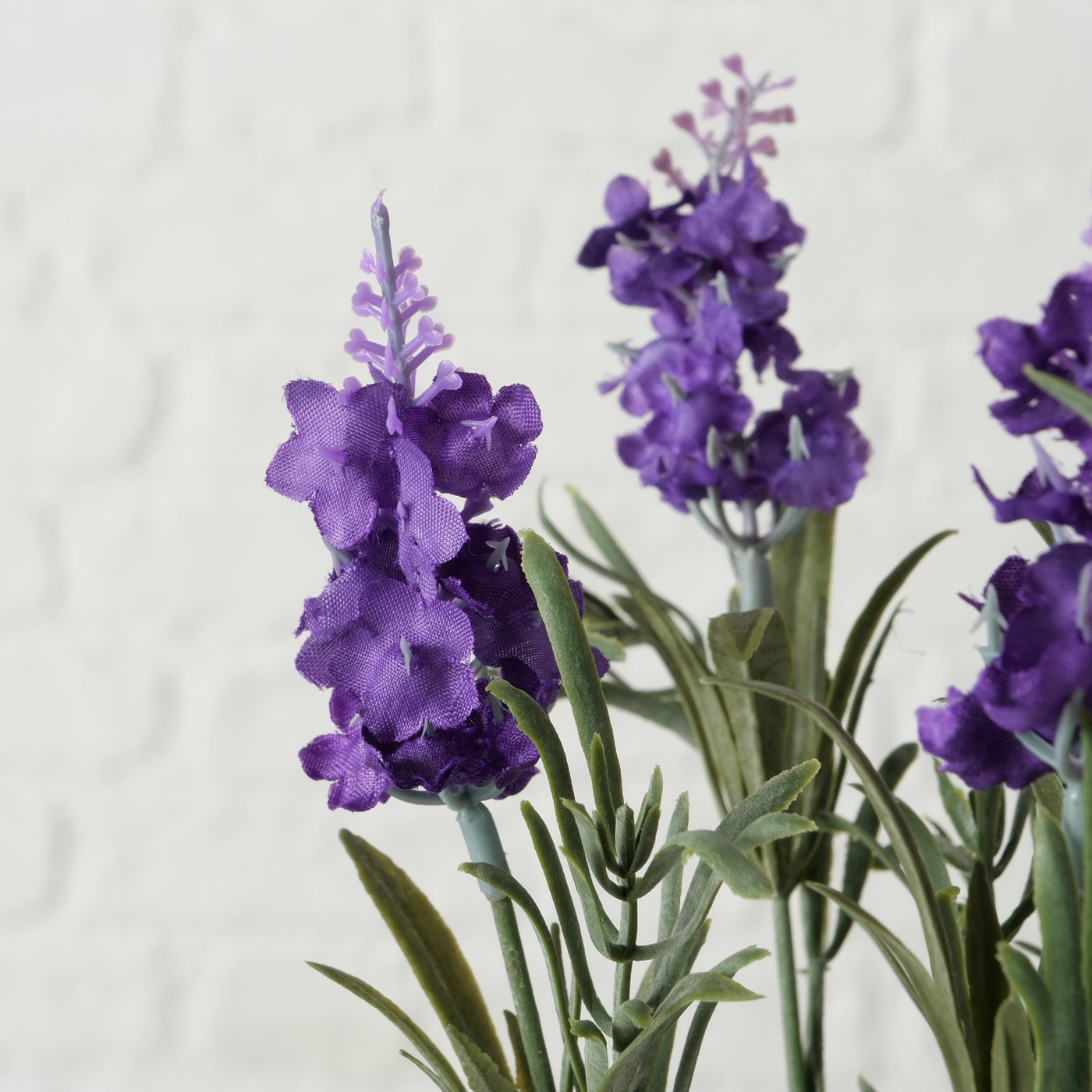 Topfpflanze Lavendel