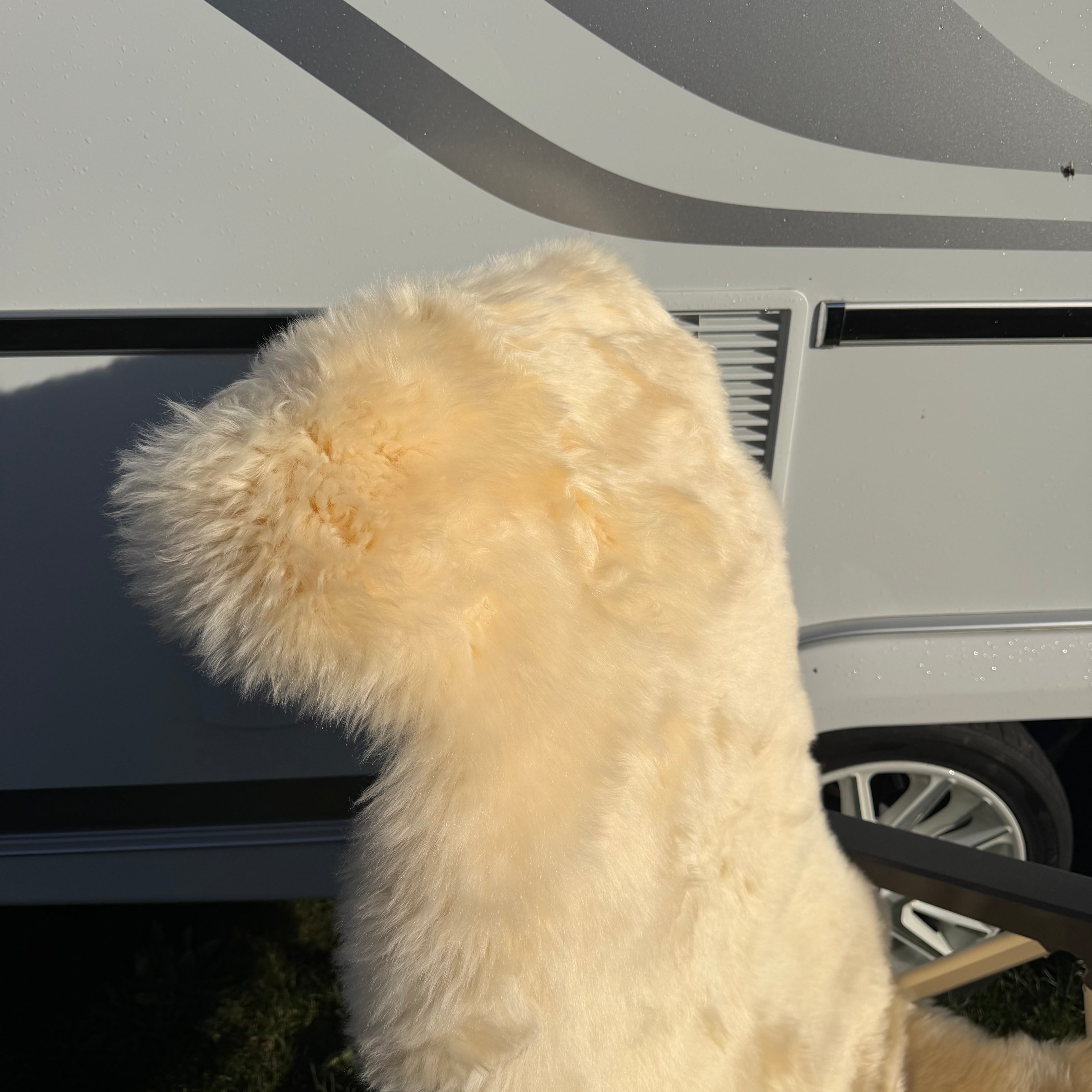 Hochwertiges Lammfell 140 x 68 cm