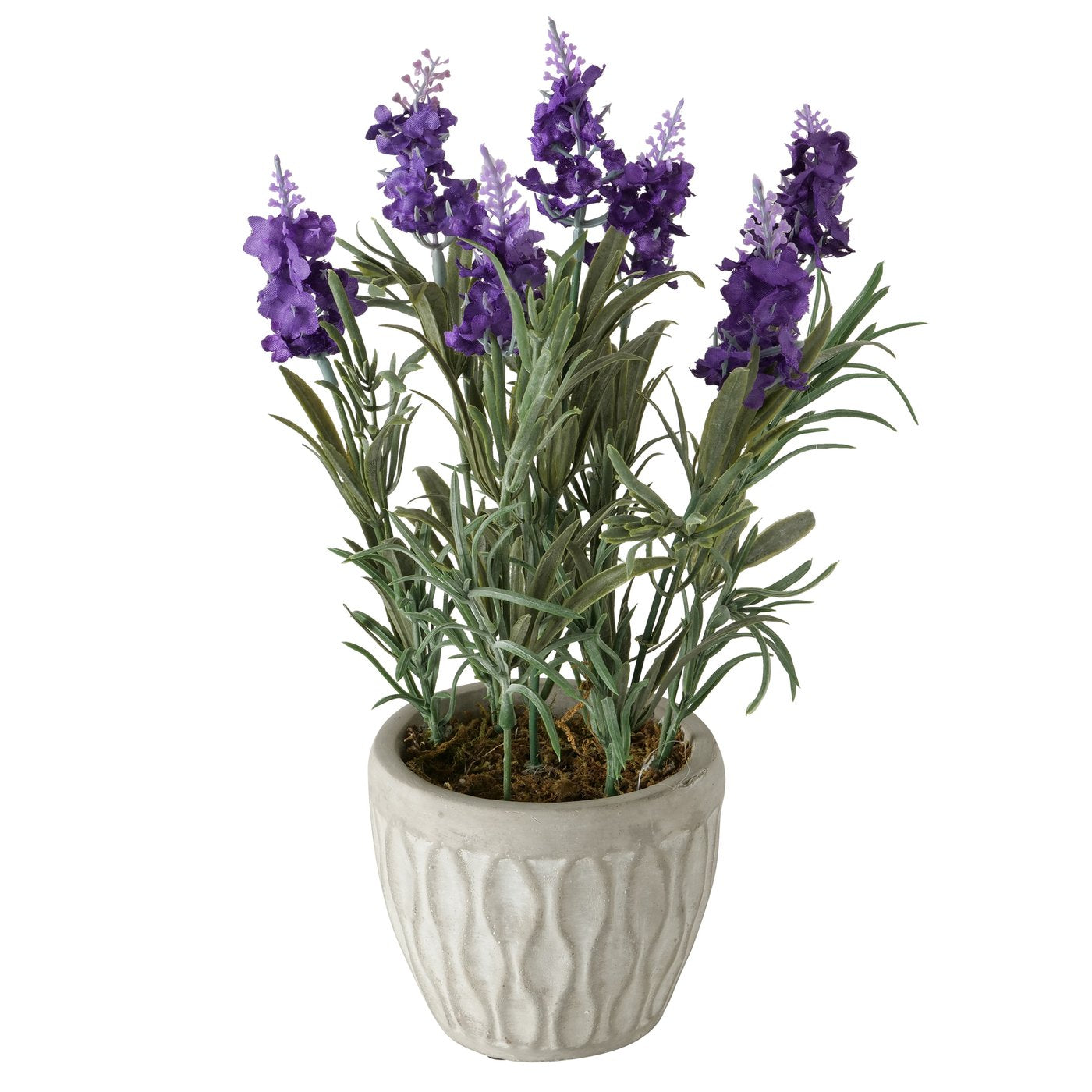 Topfpflanze Lavendel