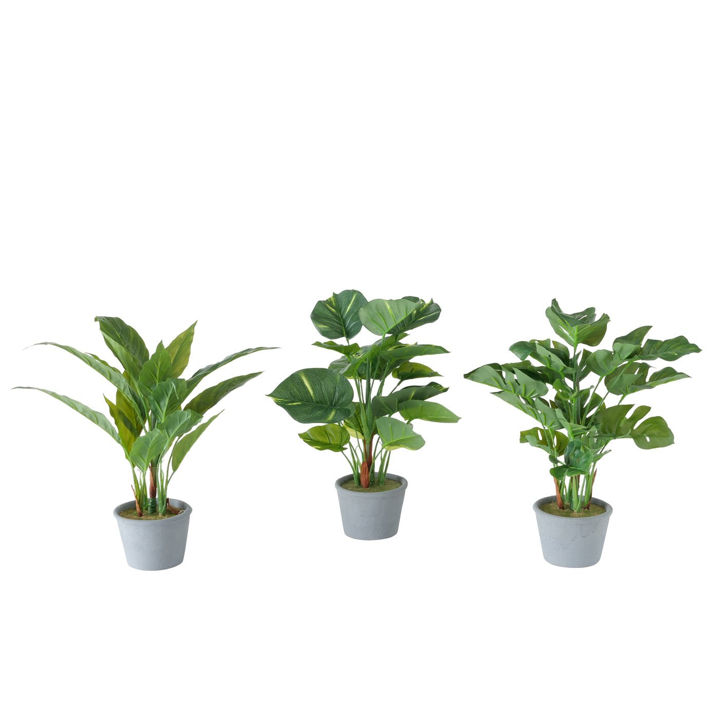 Topfpflanze Monstera