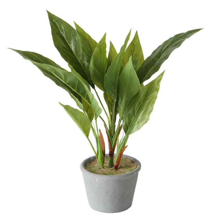 Topfpflanze Monstera