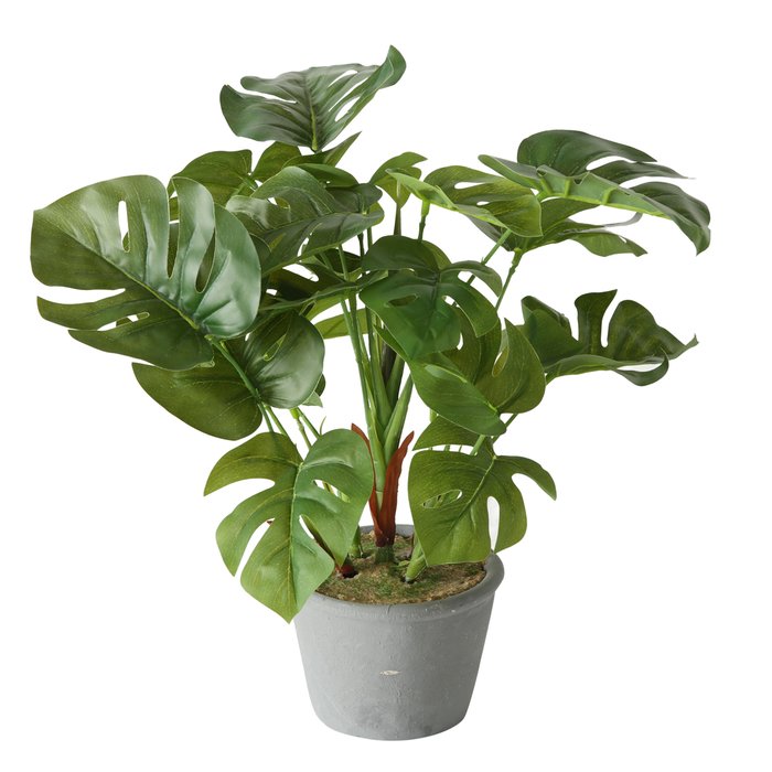 Topfpflanze Monstera