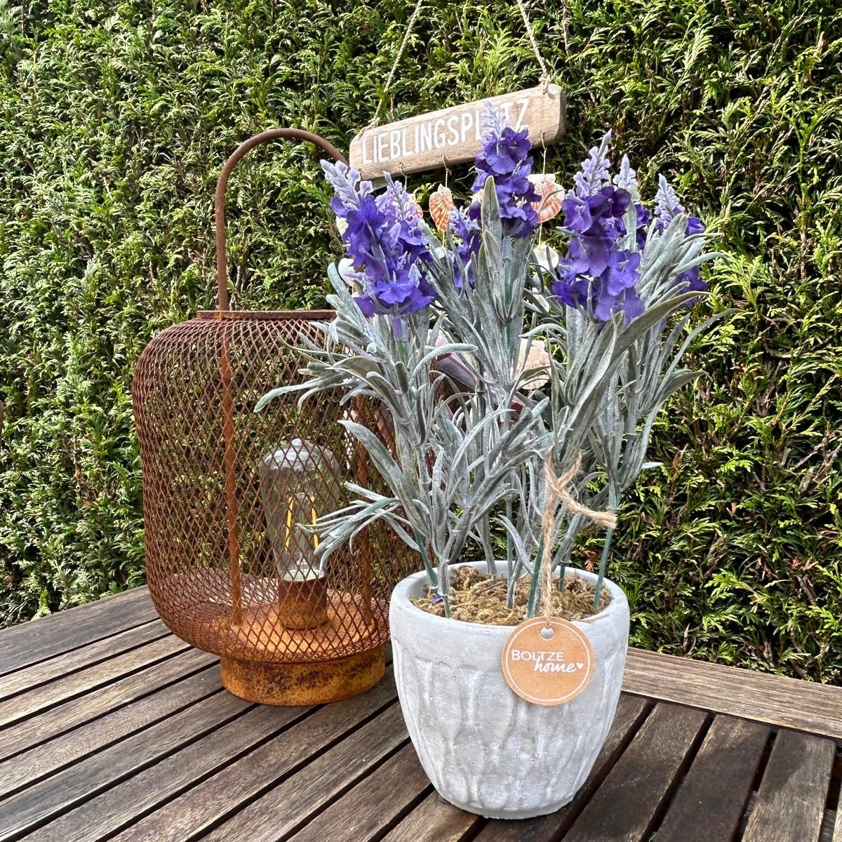 Topfpflanze Lavendel