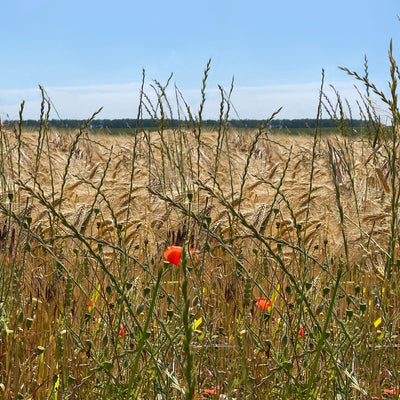 Sonnensegel KORNWIESE