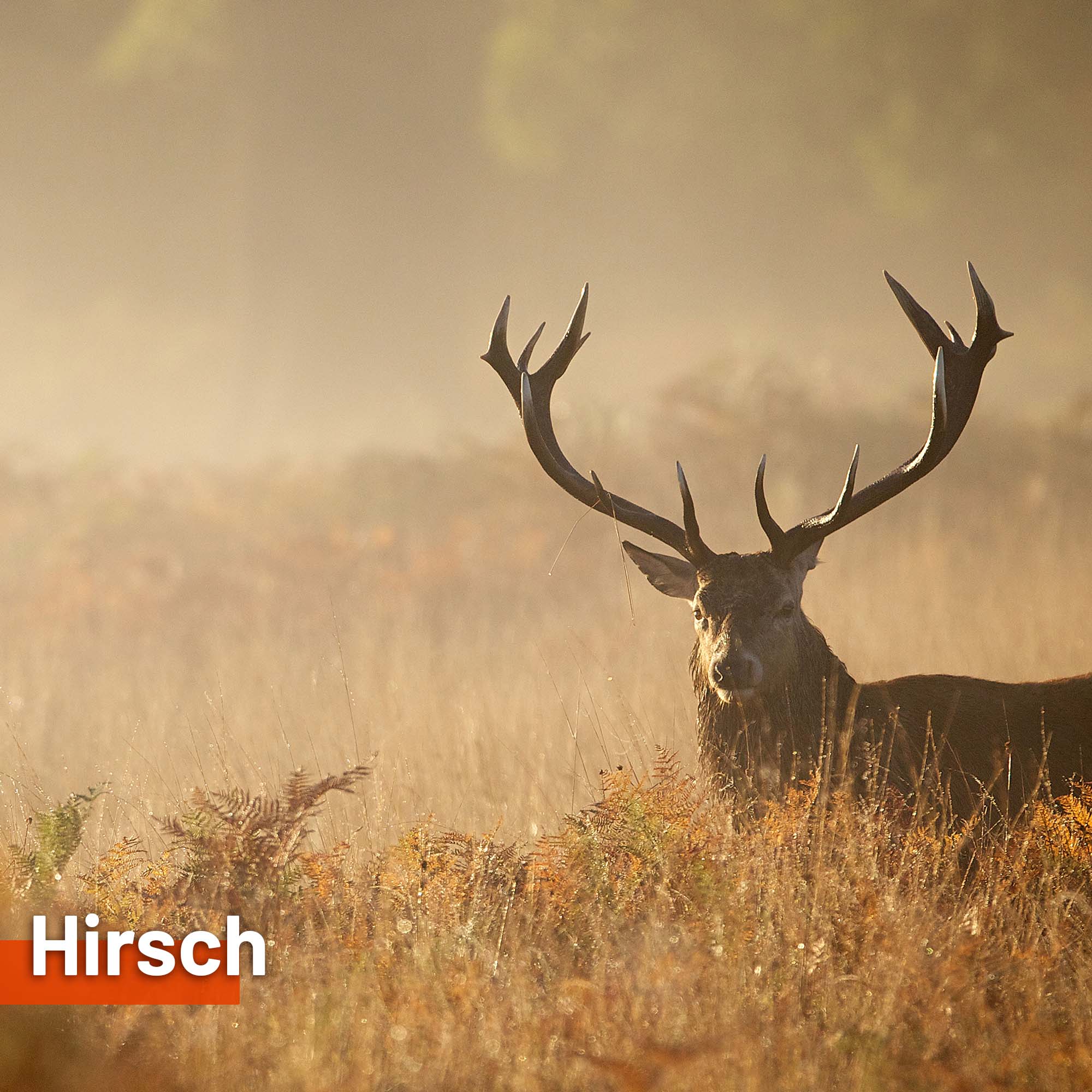 Sonnensegel HIRSCH