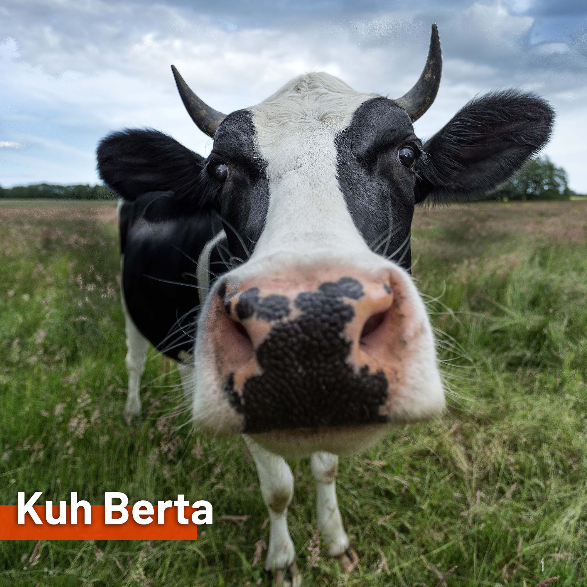 Sonnensegel KUH BERTA