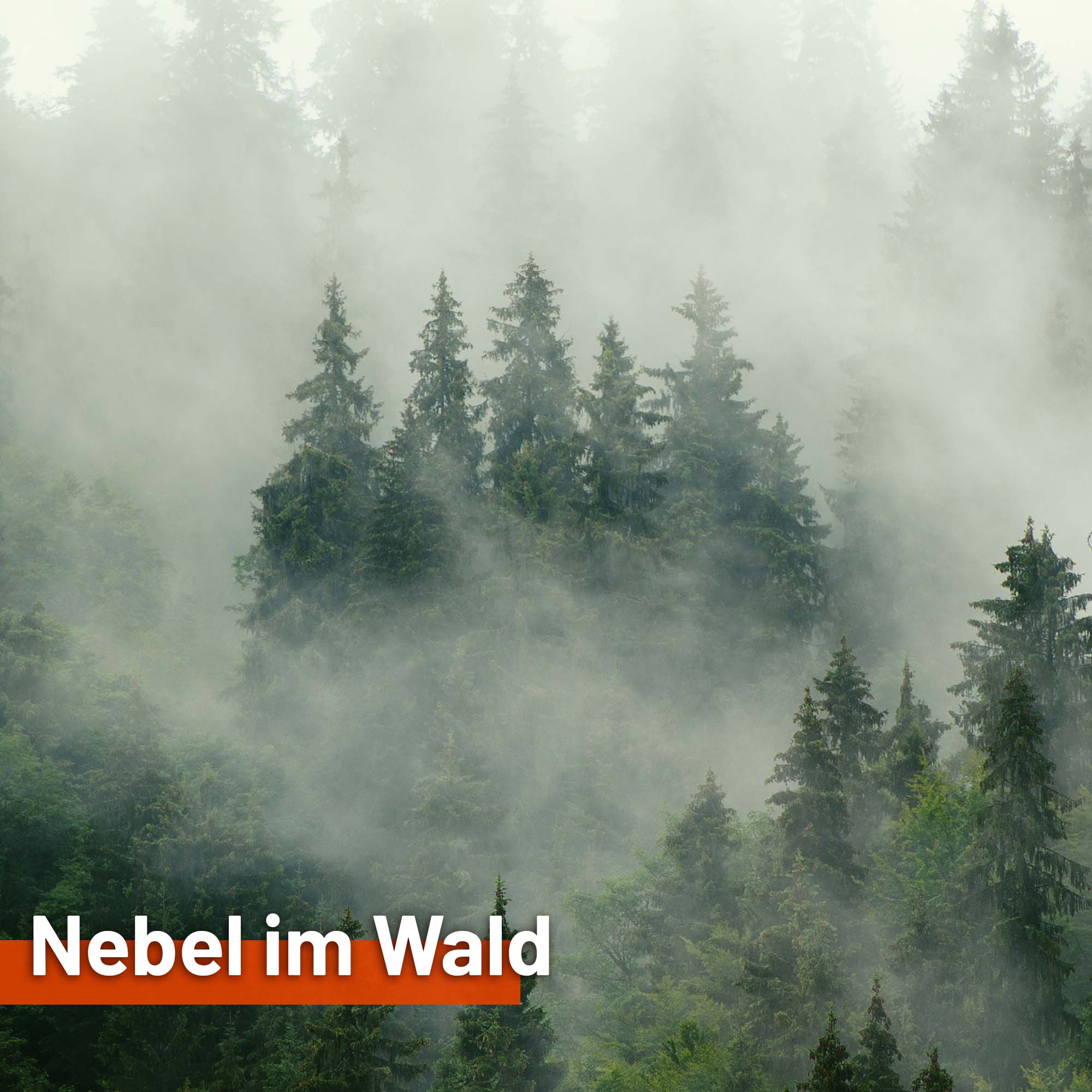 Sonnensegel NEBEL IM WALD