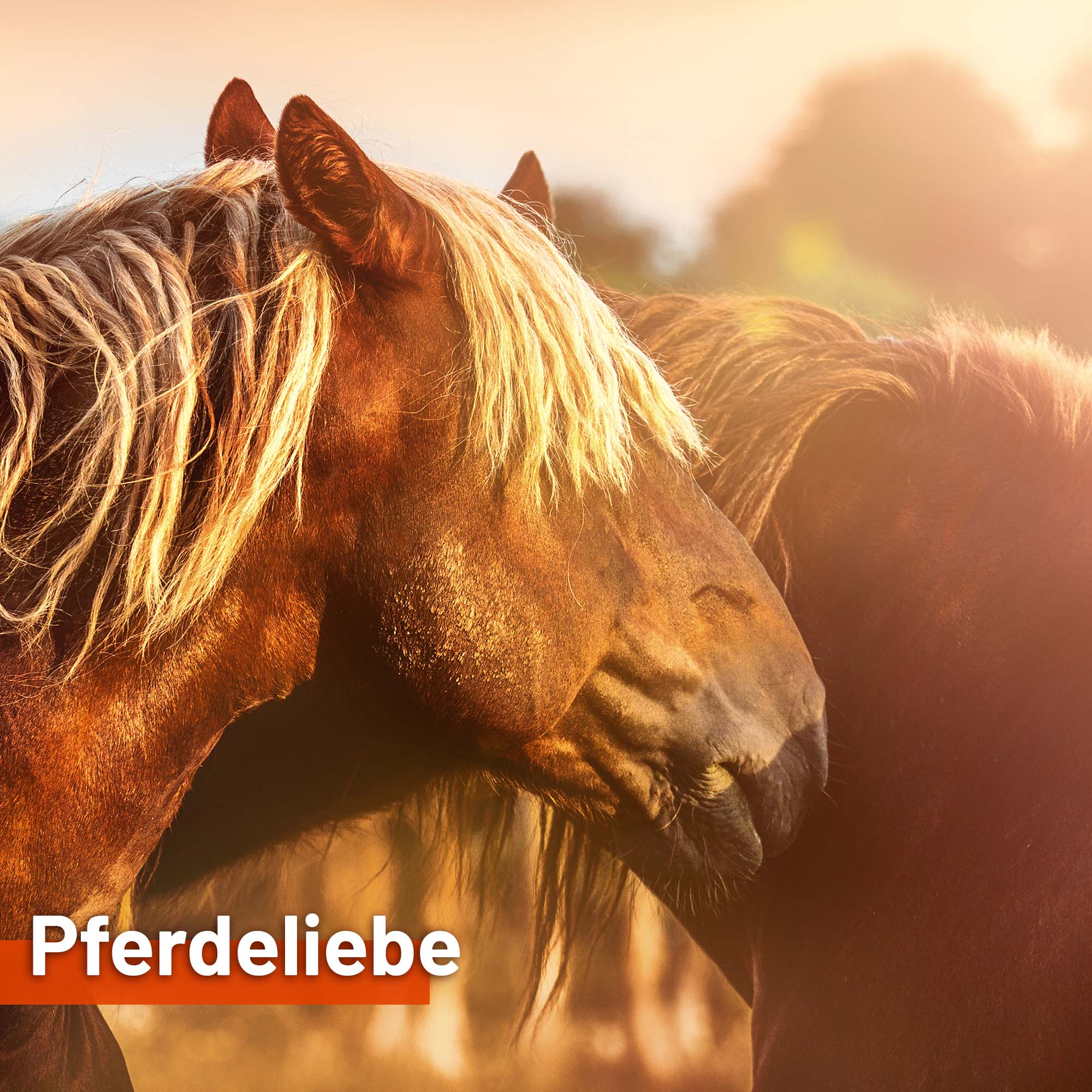 Sonnensegel PFERDELIEBE