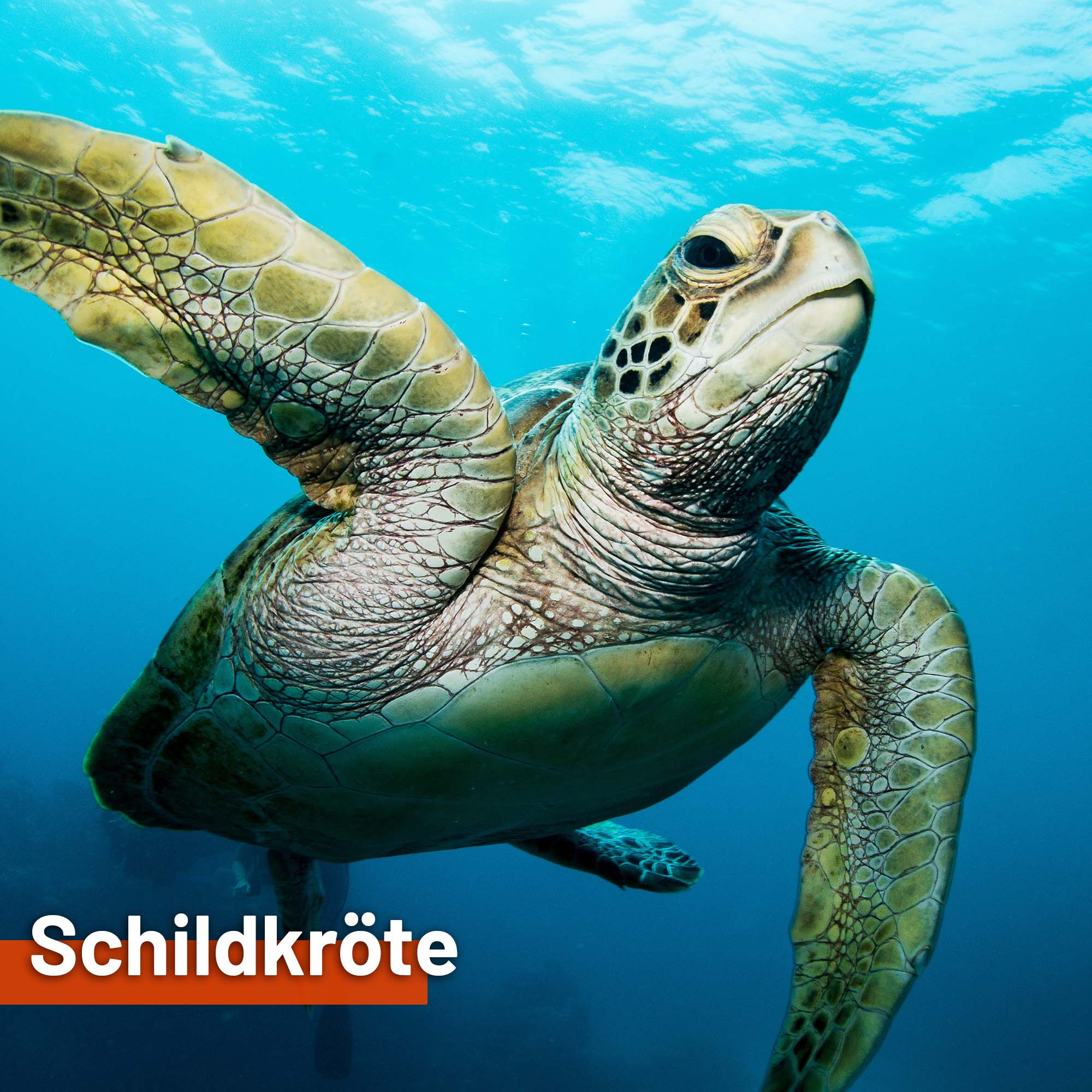 Sonnensegel SCHILDKRÖTE