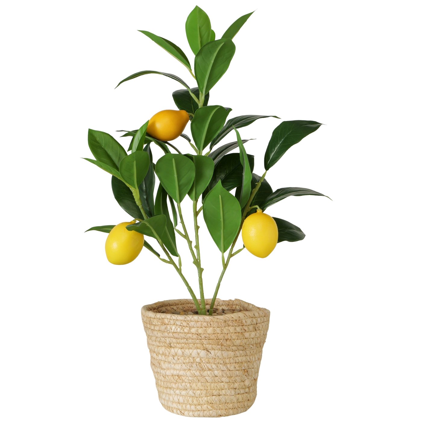 Topfpflanze Zitrone, Indoor, H 43 cm