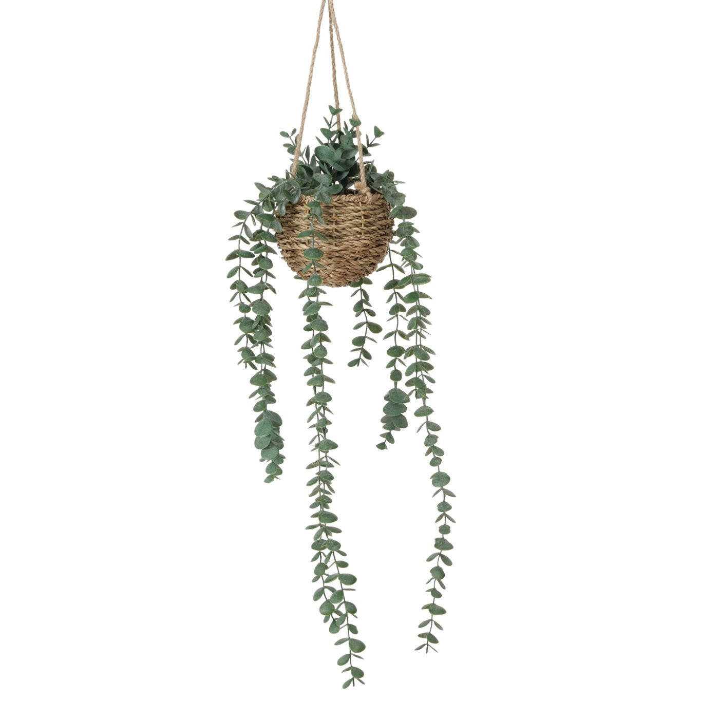 Topfpflanze Eukalyptus, Indoor, H 78 cm, Polyethylen