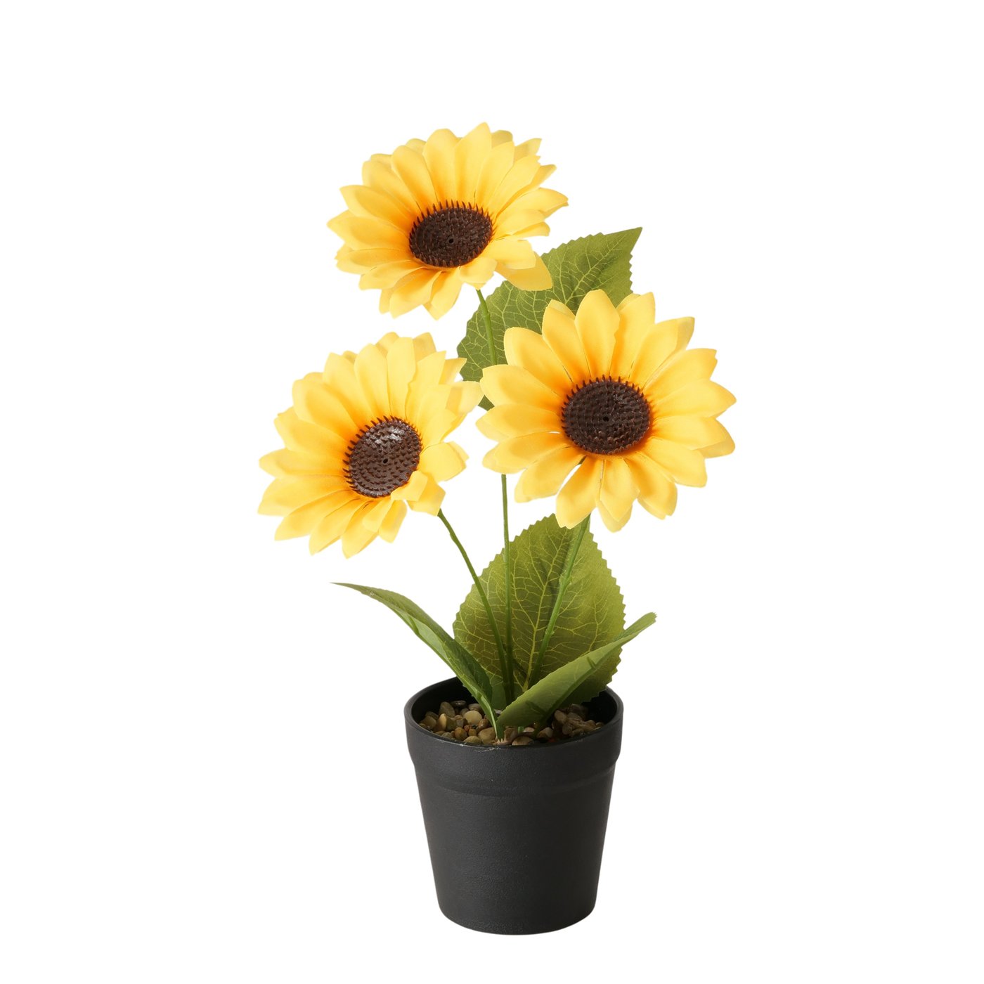 Topfpflanze Sonnenblume