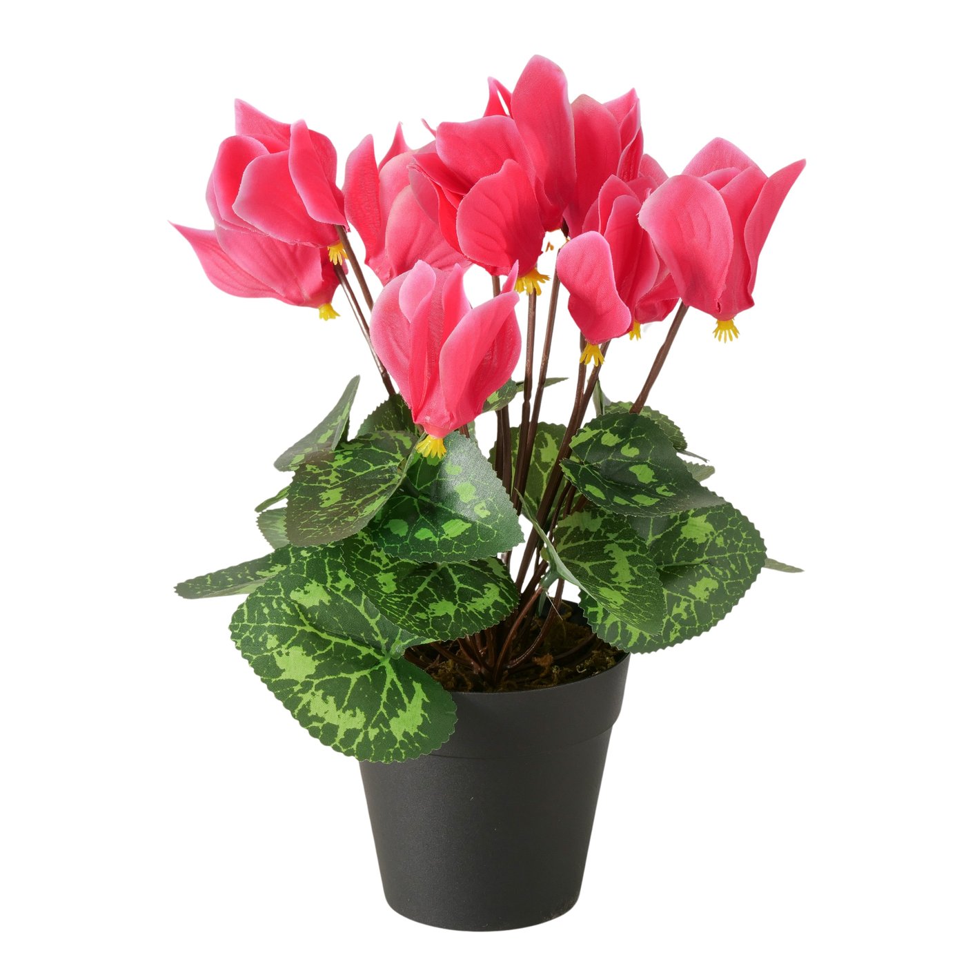 Topfpflanze Rosa im Topf