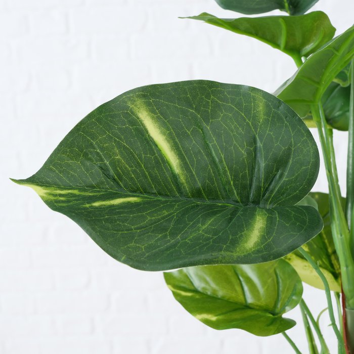 Topfpflanze Monstera