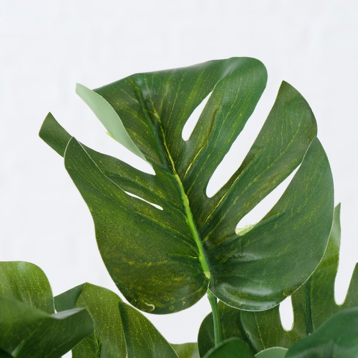 Topfpflanze Monstera