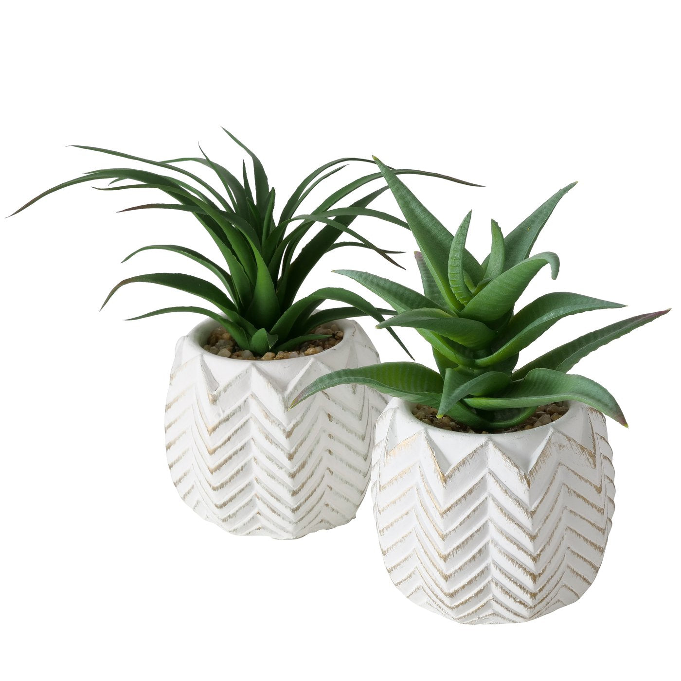 Topfpflanze Aloe Vera 2-er Set