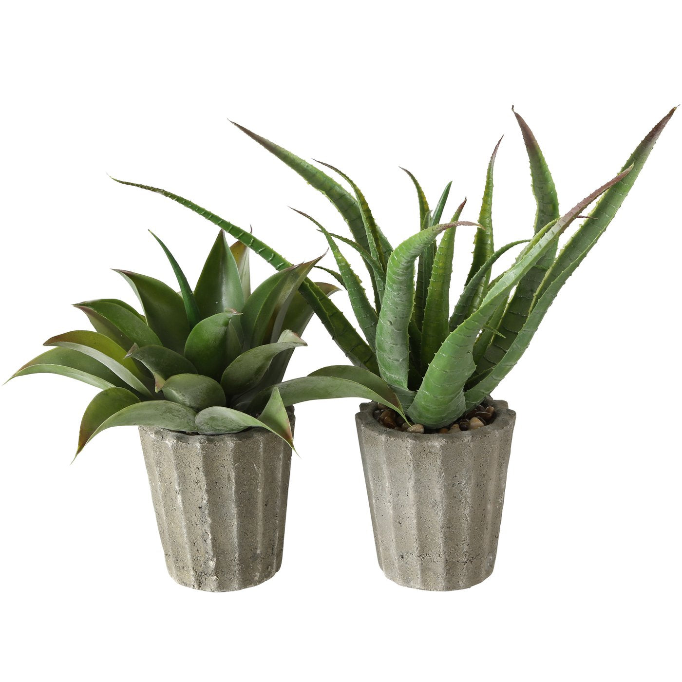 Topfpflanze Aloe Vera 2-er Set