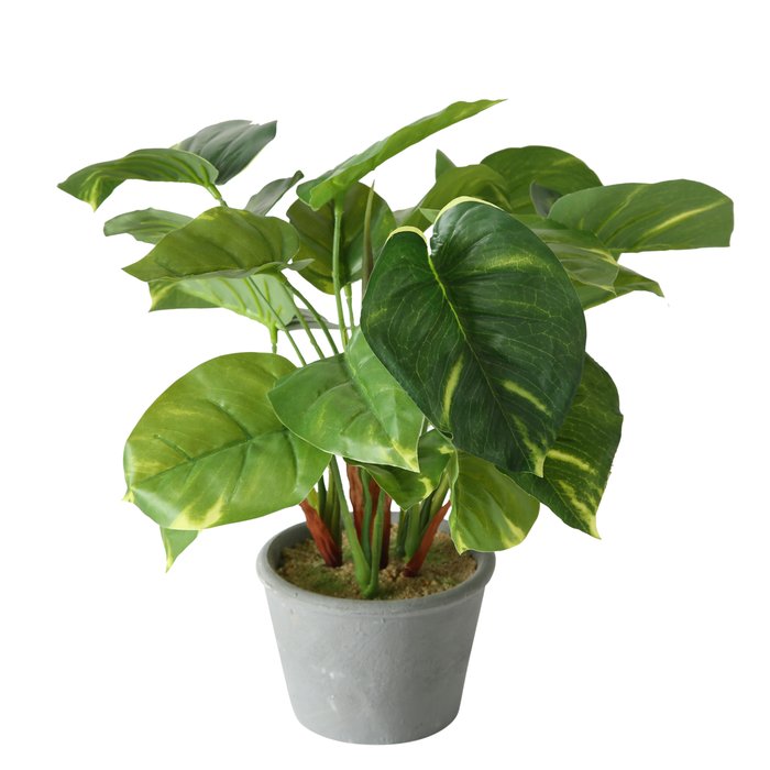 Topfpflanze Monstera