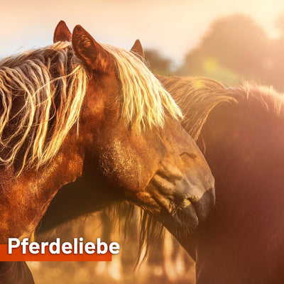 sonnensegel als pferdeunterstand Sonnensegel PFERDELIEBE