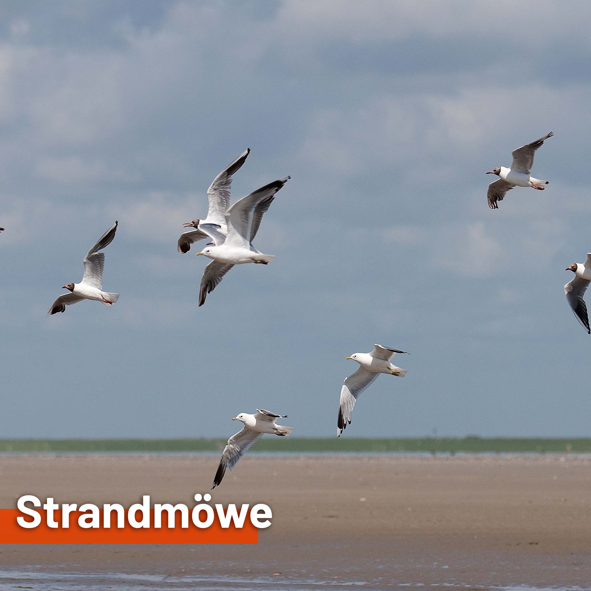 Restposten - Sonnensegel STRANDMÖWE