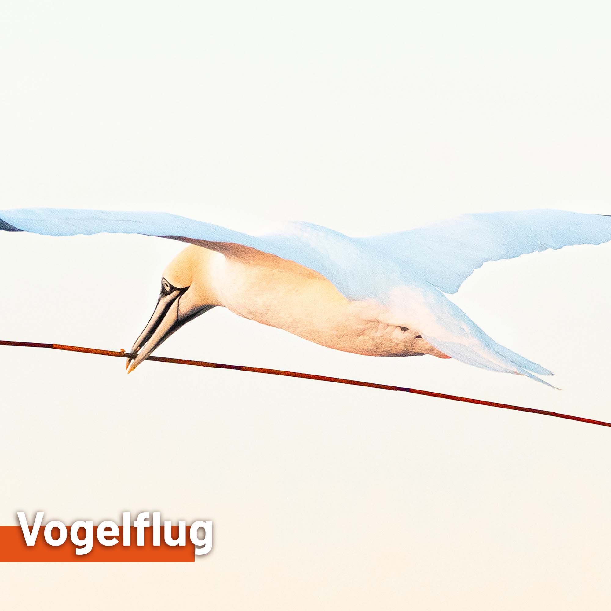 Restposten - Sonnensegel VOGELFLUG