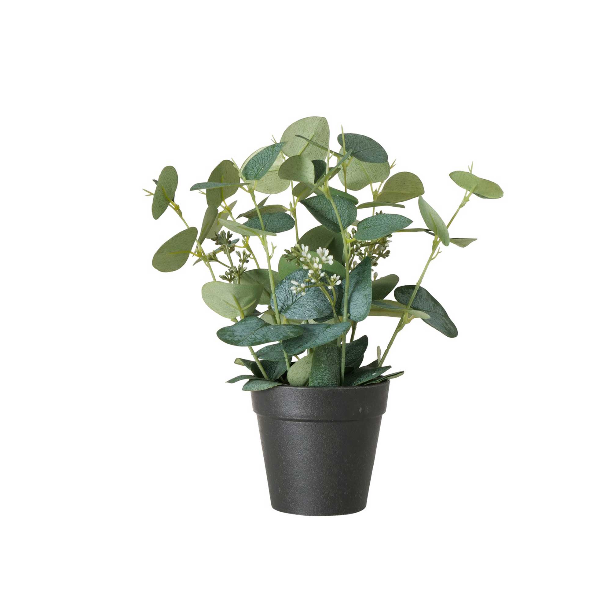 Potted eucalyptus plant